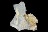 Fossil Calymene Trilobite Nodule - Morocco #100021-2